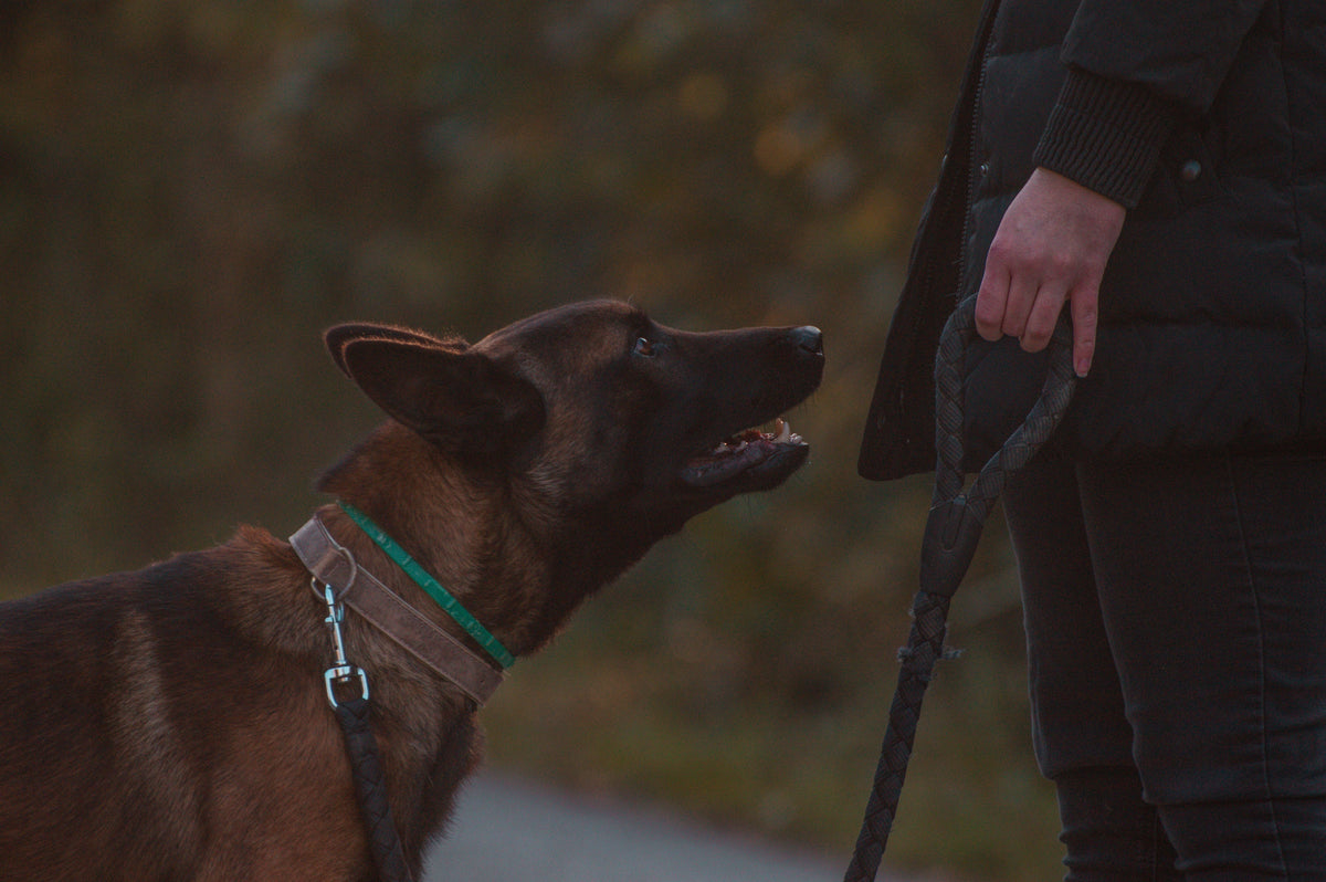 Dog walking on leash with owner