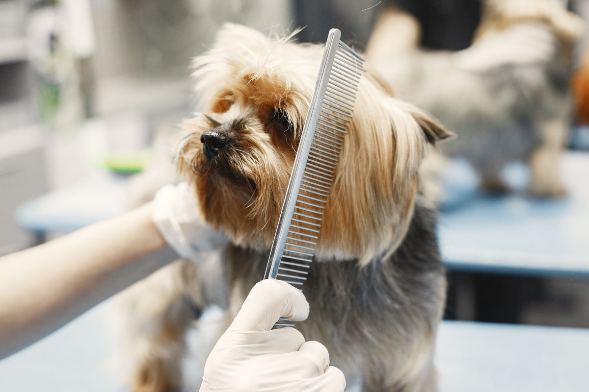 Dog being gently groomed