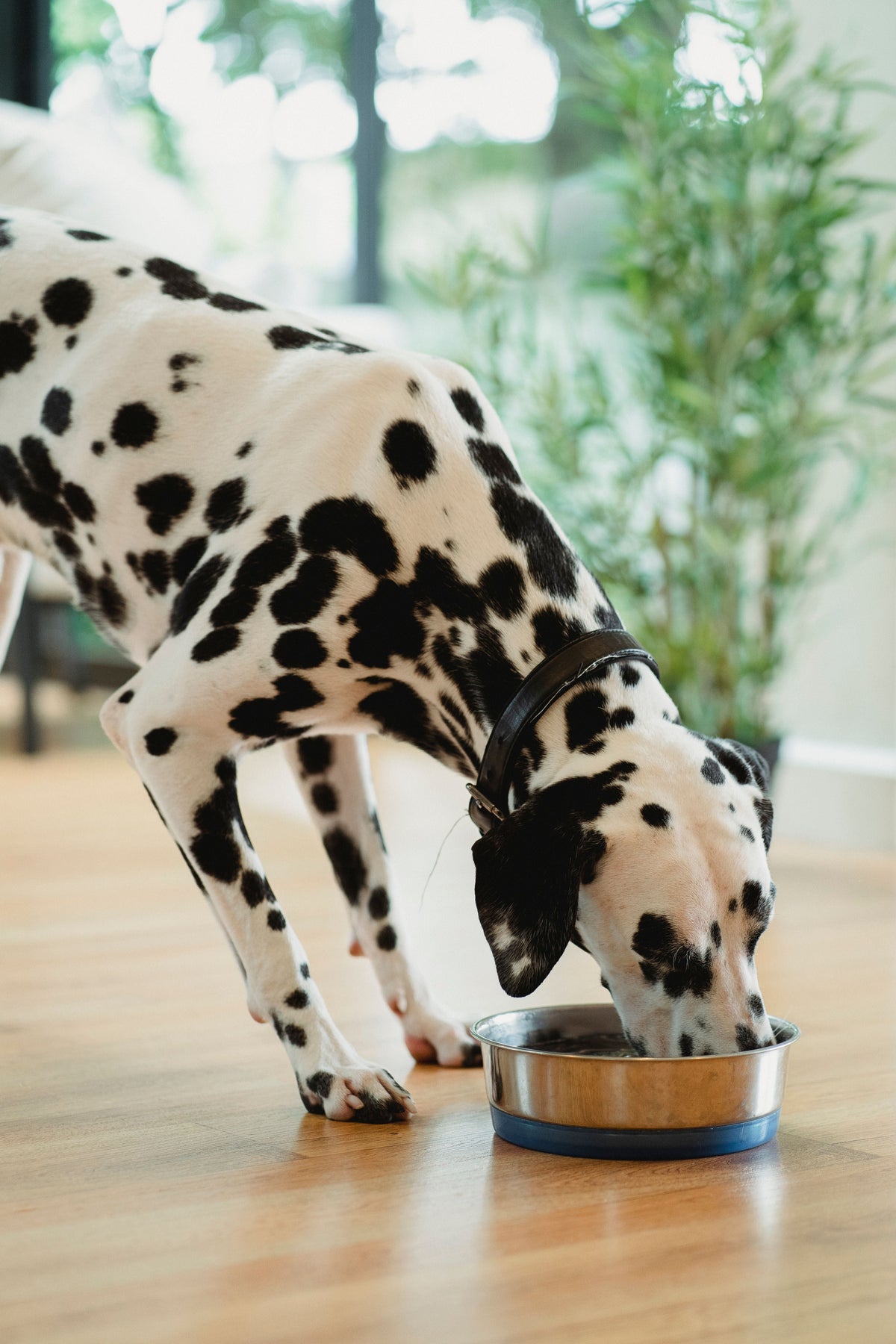 Dog eating from a bowl