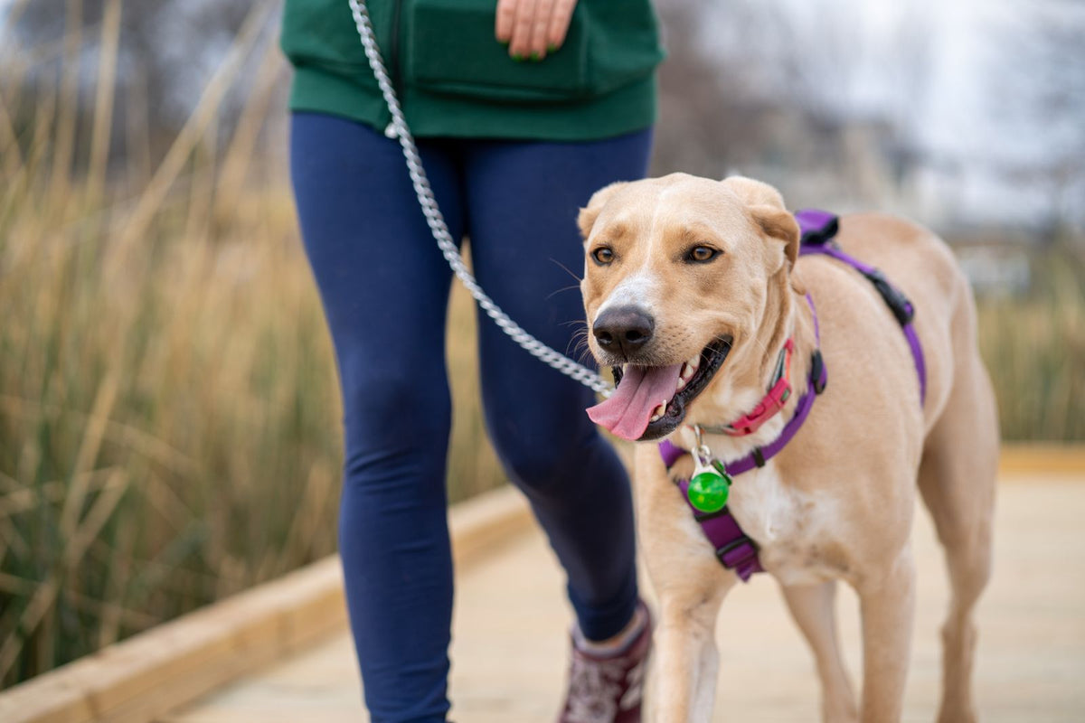 Dog walking on a leash outdoors