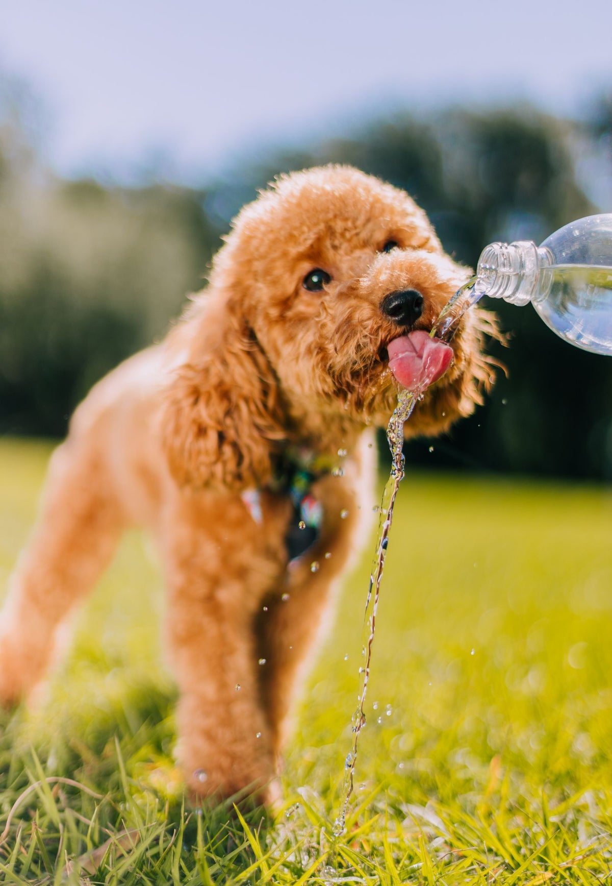 Dog drinking water outdoors