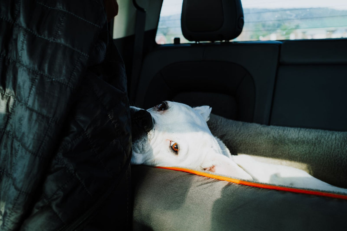 Dog relaxing safely in a car during a road trip