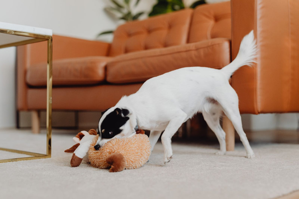 Dog playing with a toy indoors