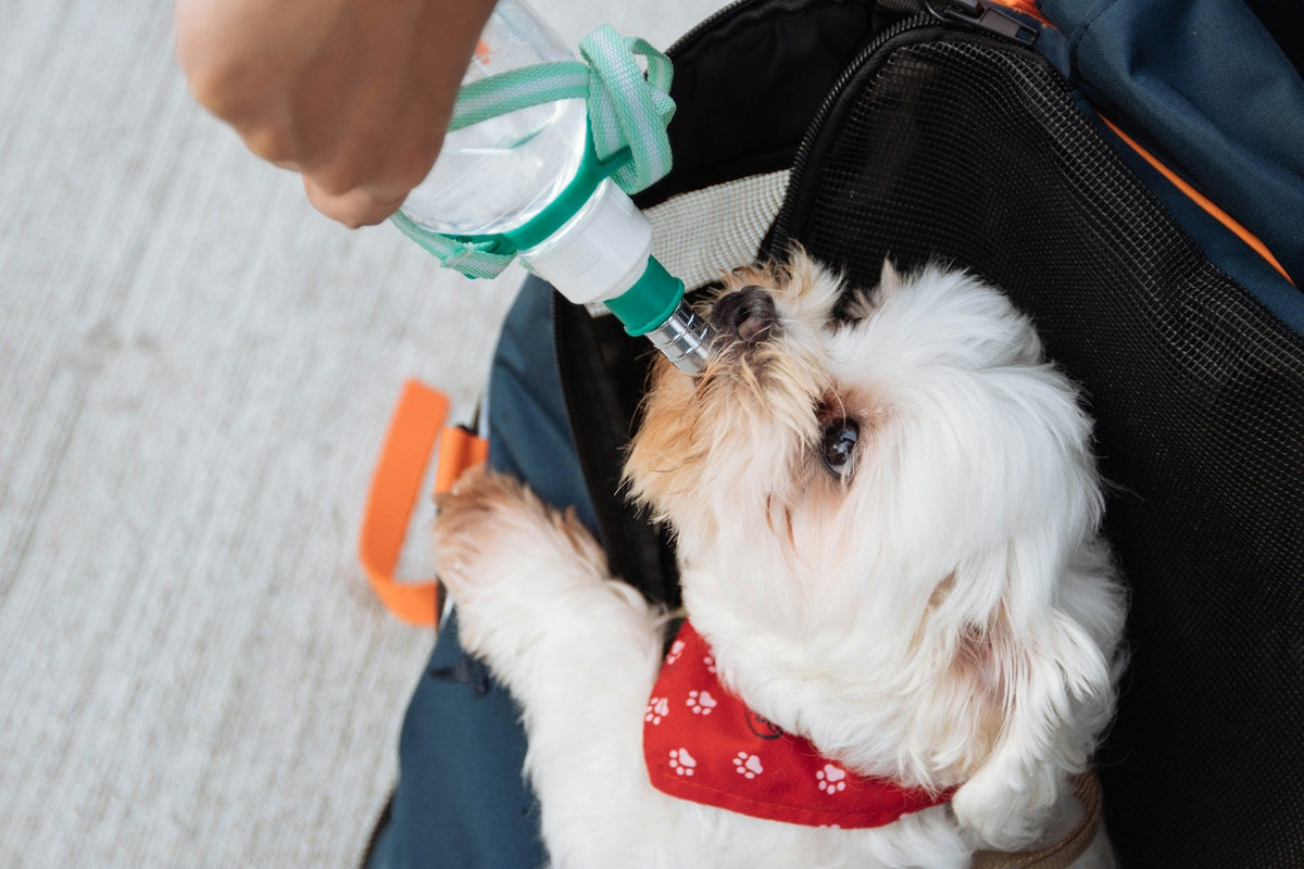 Dog drinking water from a portable dispenser outdoors