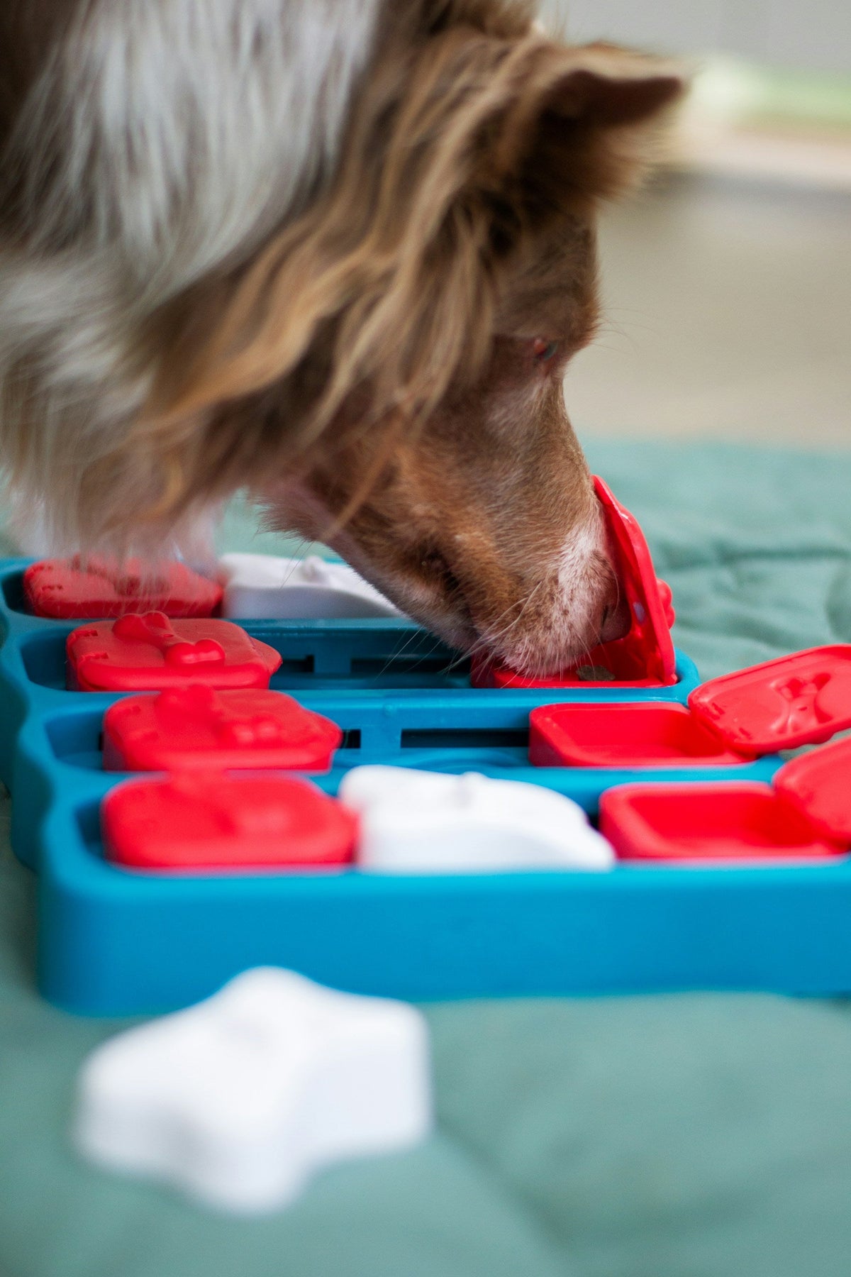 Dog using an interactive enrichment toy
