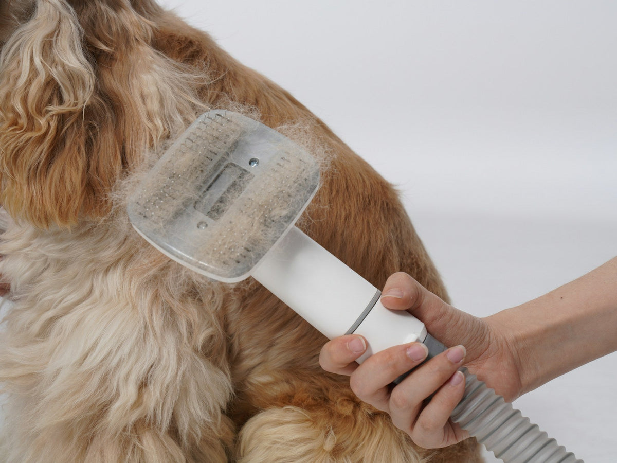 Dog being gently groomed at home
